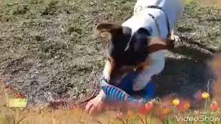 Nina Jack Russell Cerca Famiglia