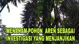 pohon aren sebagai tunjangan masa depan!! menanam pohon aren sebagai investasi