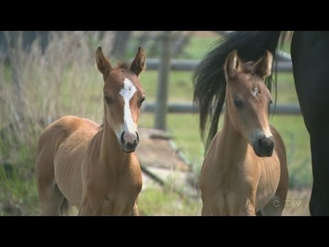 Video: Pet Scoop: Rare Twin Horses Defy Odds, ohrozený Florida Panther prepustený do divočiny