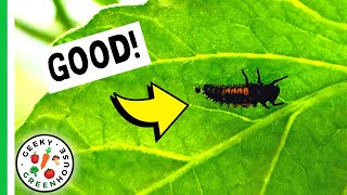 Don't Kill These 5 Bugs In The Garden!