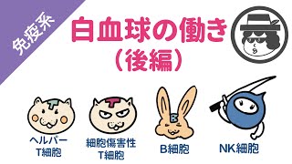 白血球の種類と働き【後編】