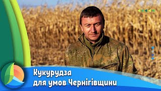 Кукурудза для холодної весни, спекотного літа, з гарною вологовіддачею / СуперАгроном