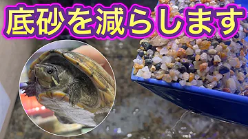 ミシシッピニオイガメ飼い方 Mp3