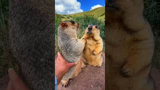 Cute wild animals bobak marmot  29 #marmot #animals #cute #wildanimals #capybara