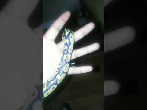 camera iphone 8 plus apk Baby ball python
