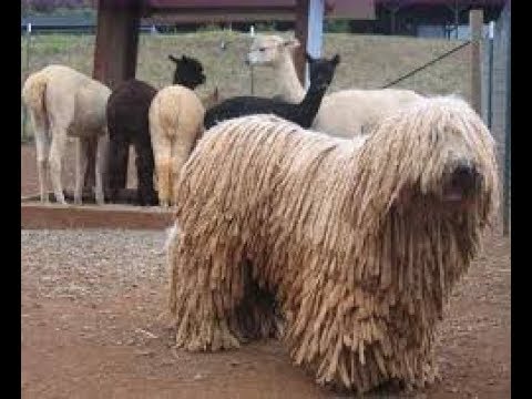 Livestock Guardian Dogs: What You Need to Know!