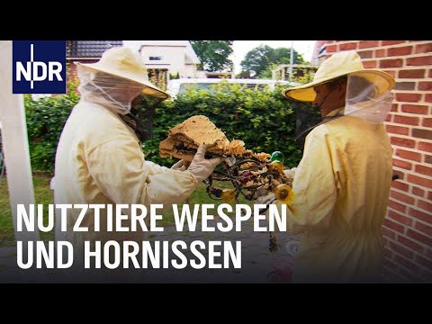 Video: Ist Kreuzkraut ein Unkraut?