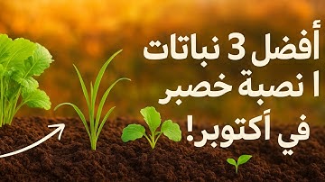 محاصيل التغطية في أكتوبر: اكتشف أفضل 3 نباتات لتربة خصبة ومثالية. لا تفوتوا الفرصة!