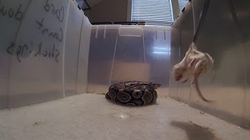 gopro session, ball python striking mouse