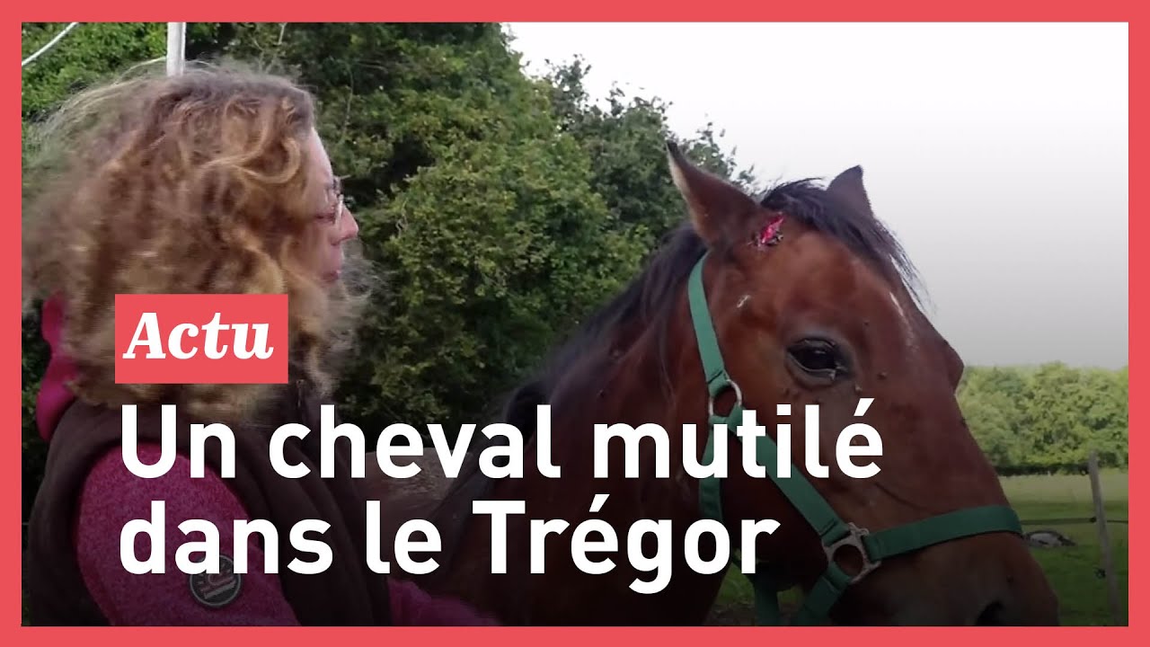 Exclusif : un nouveau cheval mutilé dans le Trégor 