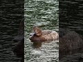 "A common pochard rests on the Long Water during steady morning rain 🦆🌧️🌊"