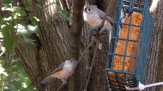 秋のはじめにバードケーキに集まる小鳥たちのさえずり Backyard Bird Sounds - Relaxing Nature Sounds (End of September)