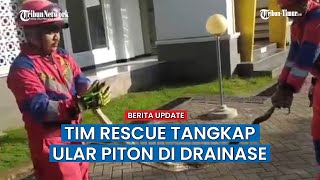 Damkar Gowa Berhasil Tangkap Ular Piton di Perumahan Paccinongang