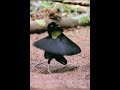 #mundoanimal #animales #elmundo #curiosidades