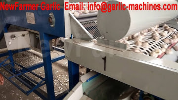 garlic grader machine, NewFarmer garlic sorting machine