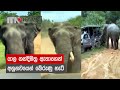 යාල නන්දිමිත්‍ර ඇතාගෙන් අනූනවයෙන් බේරුණු හැටි -  Elephant attack in Yala National Park, Sri Lanka