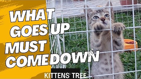 Kitten having difficulty in climbing down a tree