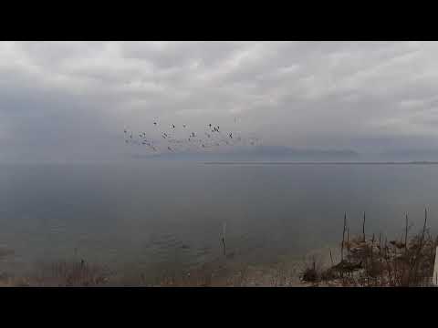 Video: Ishte liqeni i pulëbardhave?
