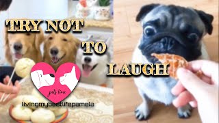 🤣 Funniest 🐶 Dogs and 😻 Cats - Awesome Funny Pet Animals' Life Videos 😇