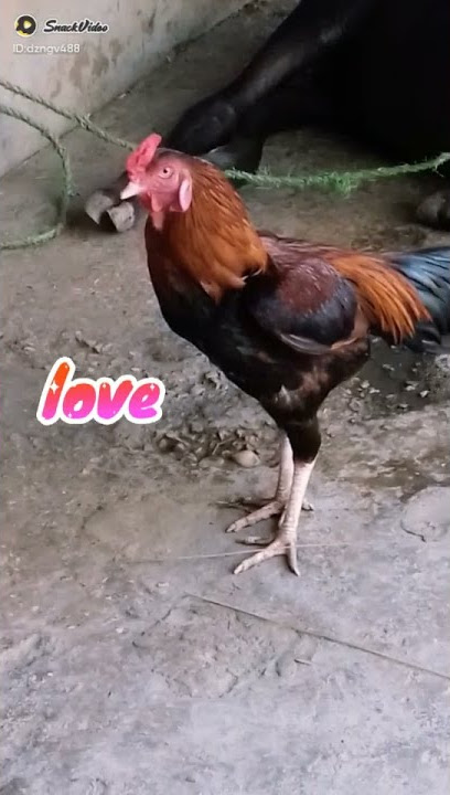 http://sck.io/p/q6BKaJL4