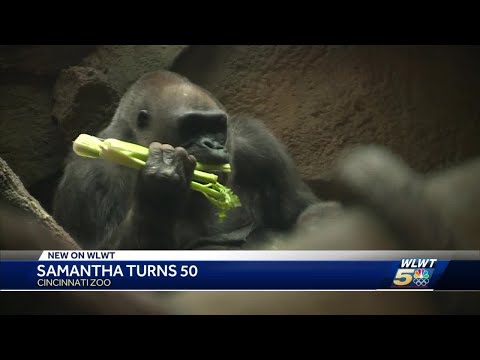 Video: Pet Scoop: Cincinnati Zoo's 50th Gorilla Gets Special Navn, Reddet Sea Lions Udgivet