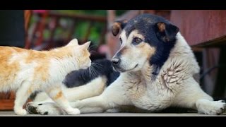 Cats vs Dogs Compilation 2014 [NEW] by TheCutenessCode 2,652 views 9 years ago 3 minutes, 45 seconds