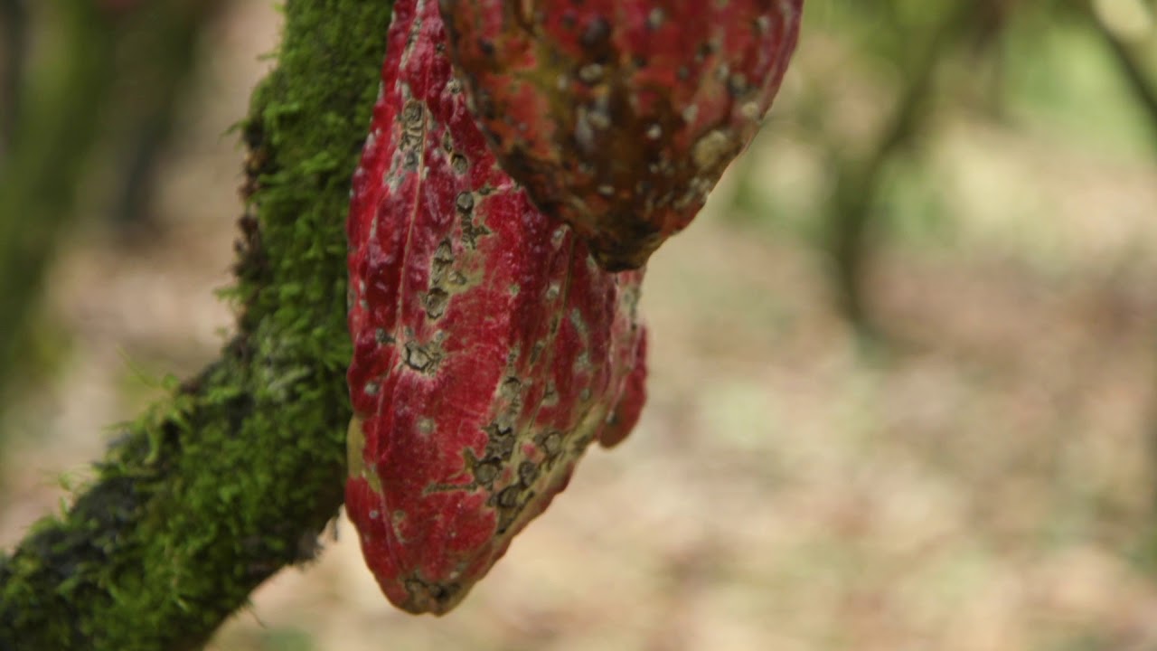 Sibö Chocolate "A Whole Ecosystem"