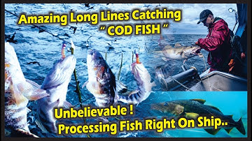 Unbelievable Processing Fish Right On Ship You Must See ! High Tech Fish Processing Line