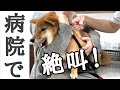 【病院苦手な柴犬姉妹】採血と注射と肛門腺絞りでガタブルで絶叫！頑張りました。