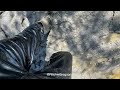 PVC jogging suit &amp; M8’s black Nora wellies 