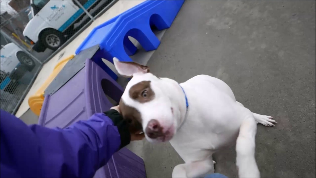 Penelope - A1100265 - Brooklyn ACC camera iphone 8 plus apk