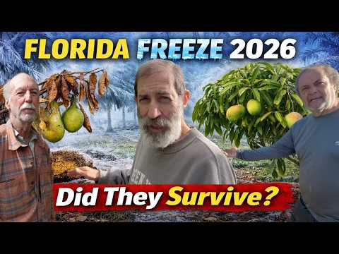 2026 Florida Freeze Aftermath | What Survived, What Didn’t & What NOT to Do Next