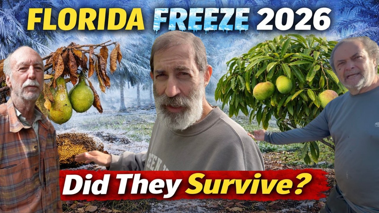Последствия заморозков во Флориде в 2026 году | Что уцелело, что нет и чего НЕ следует делать дальше