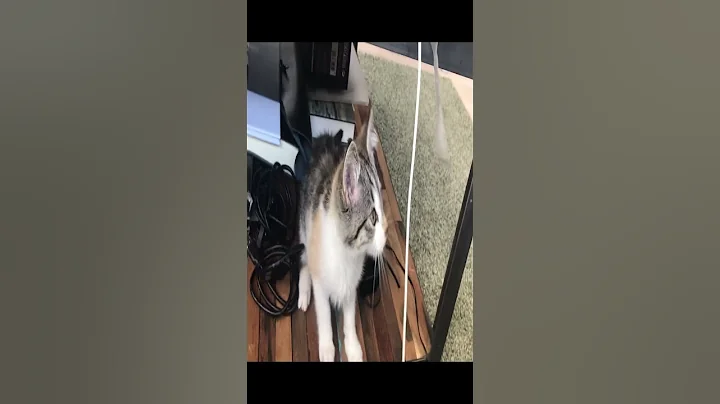 Video 10619361: cat playing funnycats, hilarious cat playing, hilarious funny cat