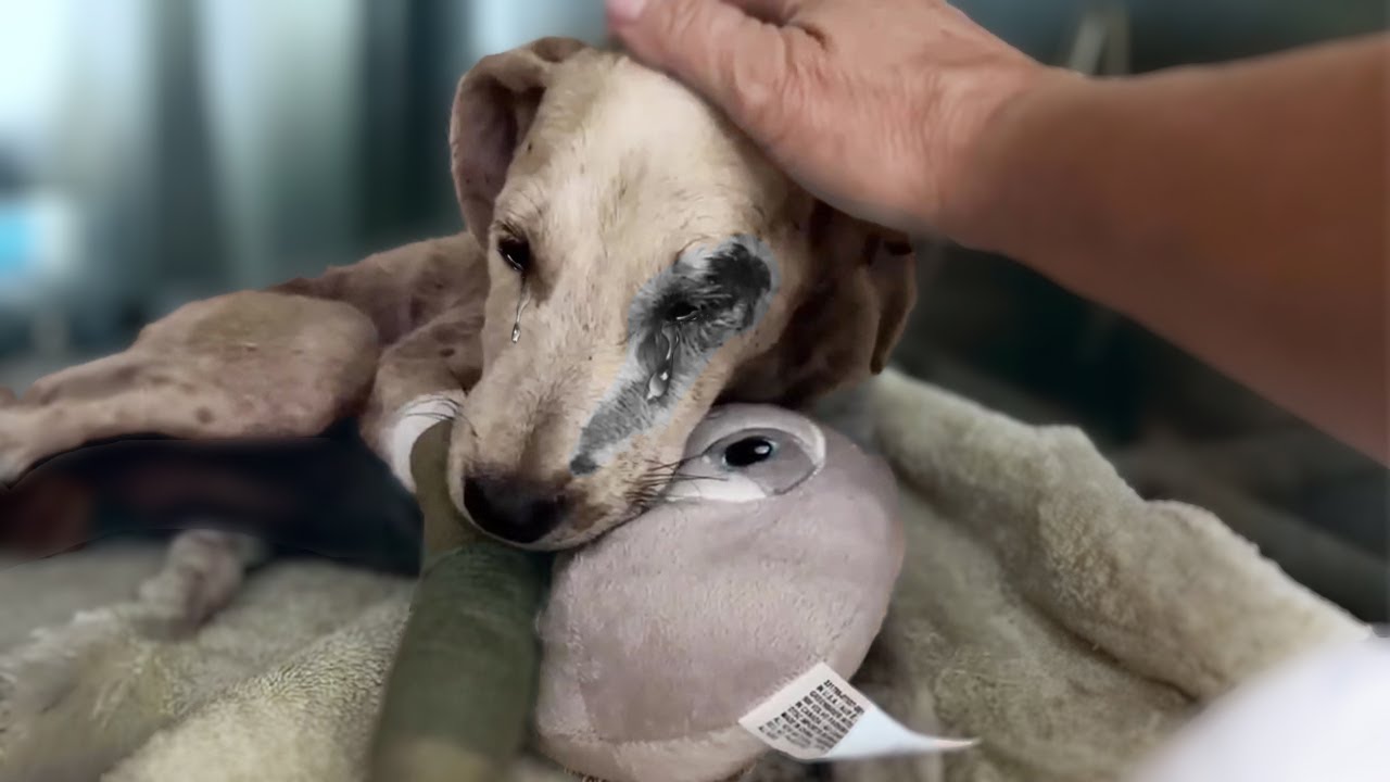 The puppy hugged the toy tightly and cried, the owner ignored him when he fainted