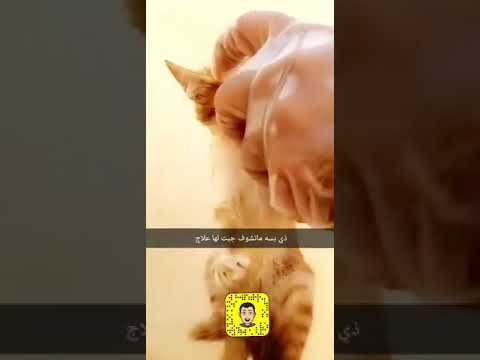 علاج عيون قط مصاب غير اليف