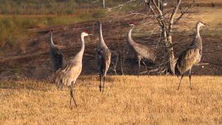 Sandhill Cranes Jumping & Flying (Grus canadensis)