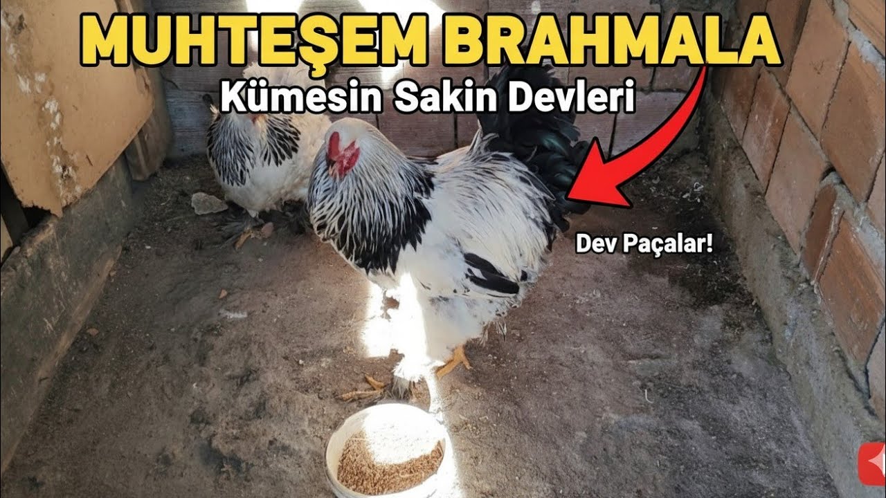 Devlerin Aşkı: Light Brahman