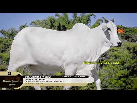 LOTE 21   GUANABARA FIV GIBER   GIBE 2533 zap 1