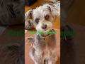 Goober Gets a Greenie #shortsvideo #dog #greenies