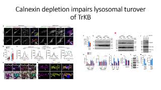 Calnexin depletion impairs lysosomal turnover of TrKB #Code: 617