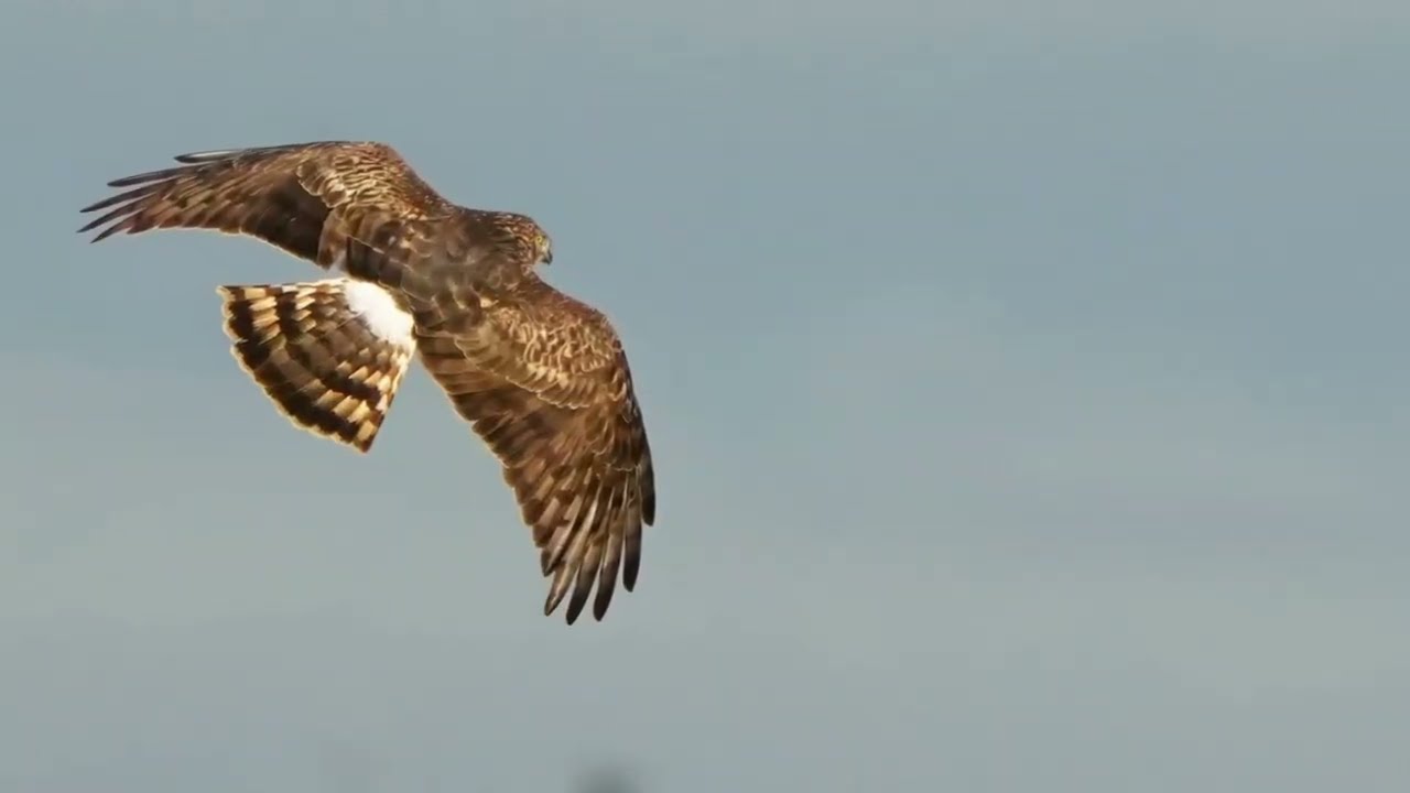 hen harrier female ]ringtail]