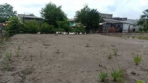 🔴( đất đã bán)  bán đất vườn giá rẻ xã Tân ân cần đước long an.