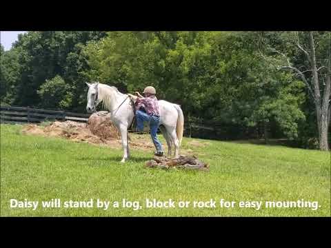 SOLD “Daisy” 13yr 14.1h Grey Arab / Quarter Horse Cross Beginner