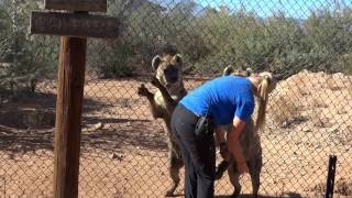 Making Hyenas Laugh