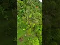 tes caddx walnut fpv drone