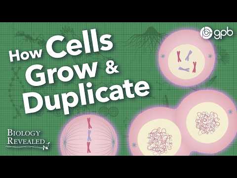Cellular reproduction explained