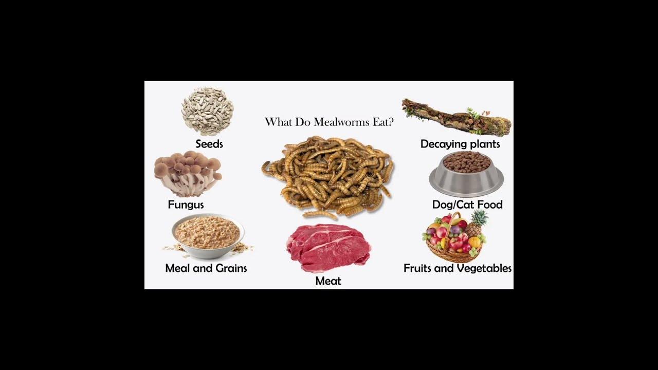 what-do-mealworms-eat-youtube