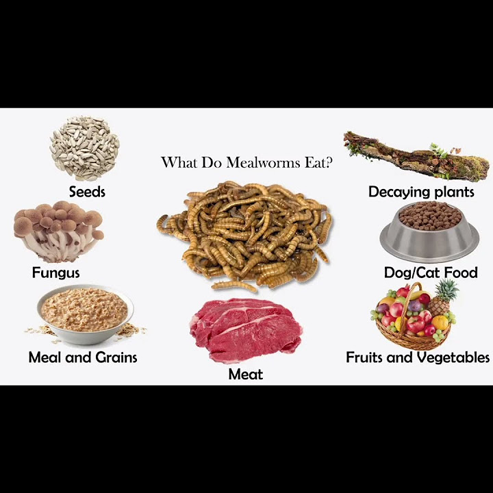 what-do-mealworms-eat-youtube