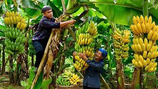 Billions of bananas will be processed using a combination of modern and traditional methods. screenshot 4